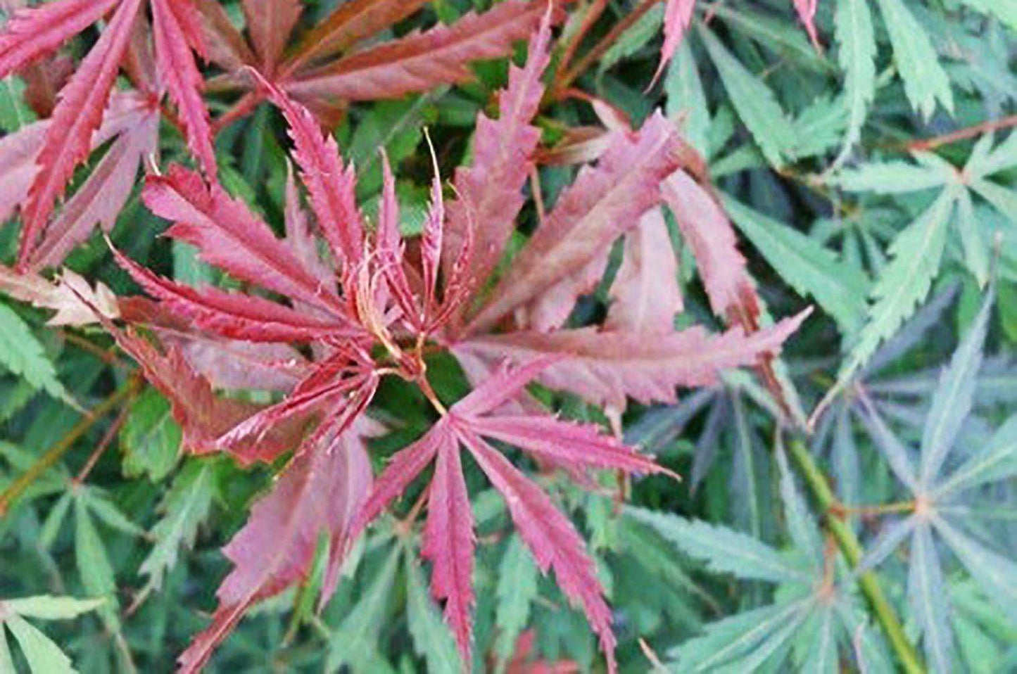 ACER palmatum 'Jerre Schwartz'