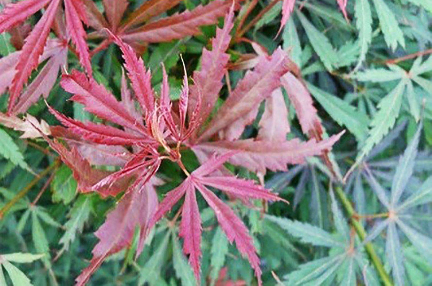 ACER palmatum 'Jerre Schwartz'