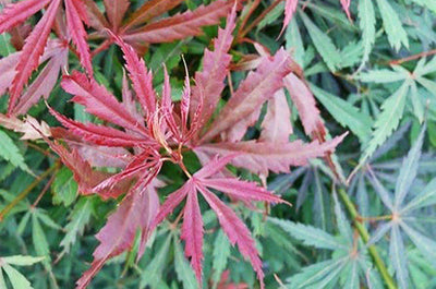 ACER palmatum 'Jerre Schwartz'