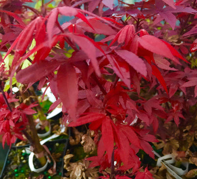 ACER palmatum 'Little Red'