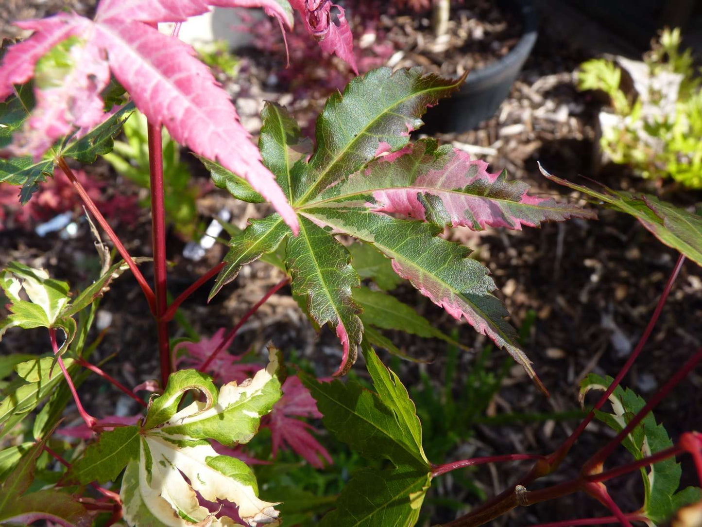 ACER palmatum 'Oridono Nishiki'