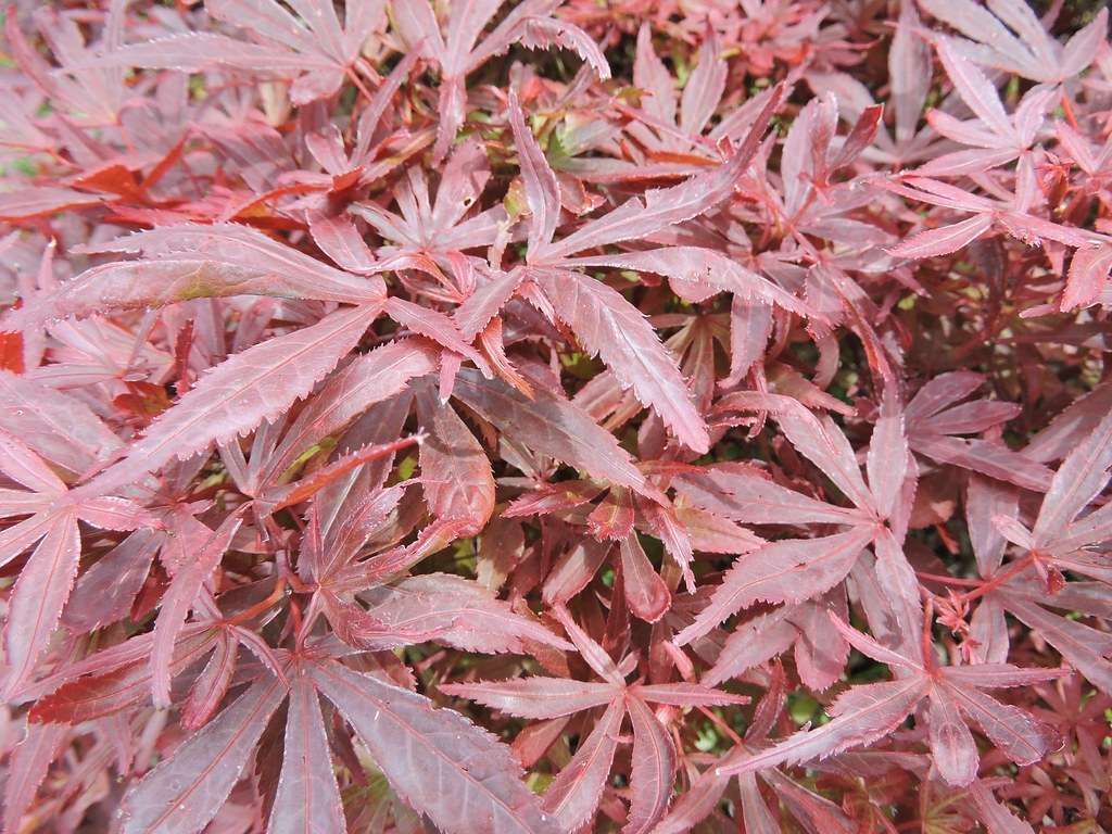 ACER palmatum 'Shaina'