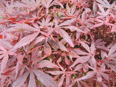 ACER palmatum 'Shaina'