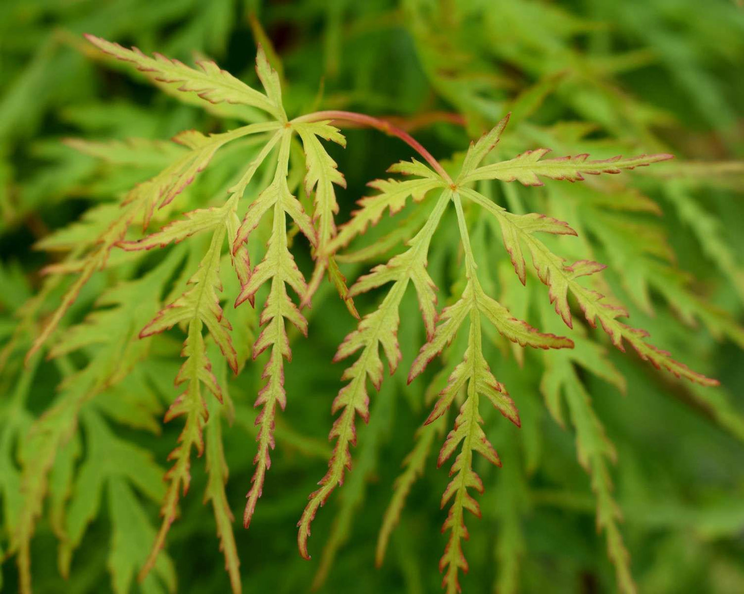 ACER palmatum 'Seyru'