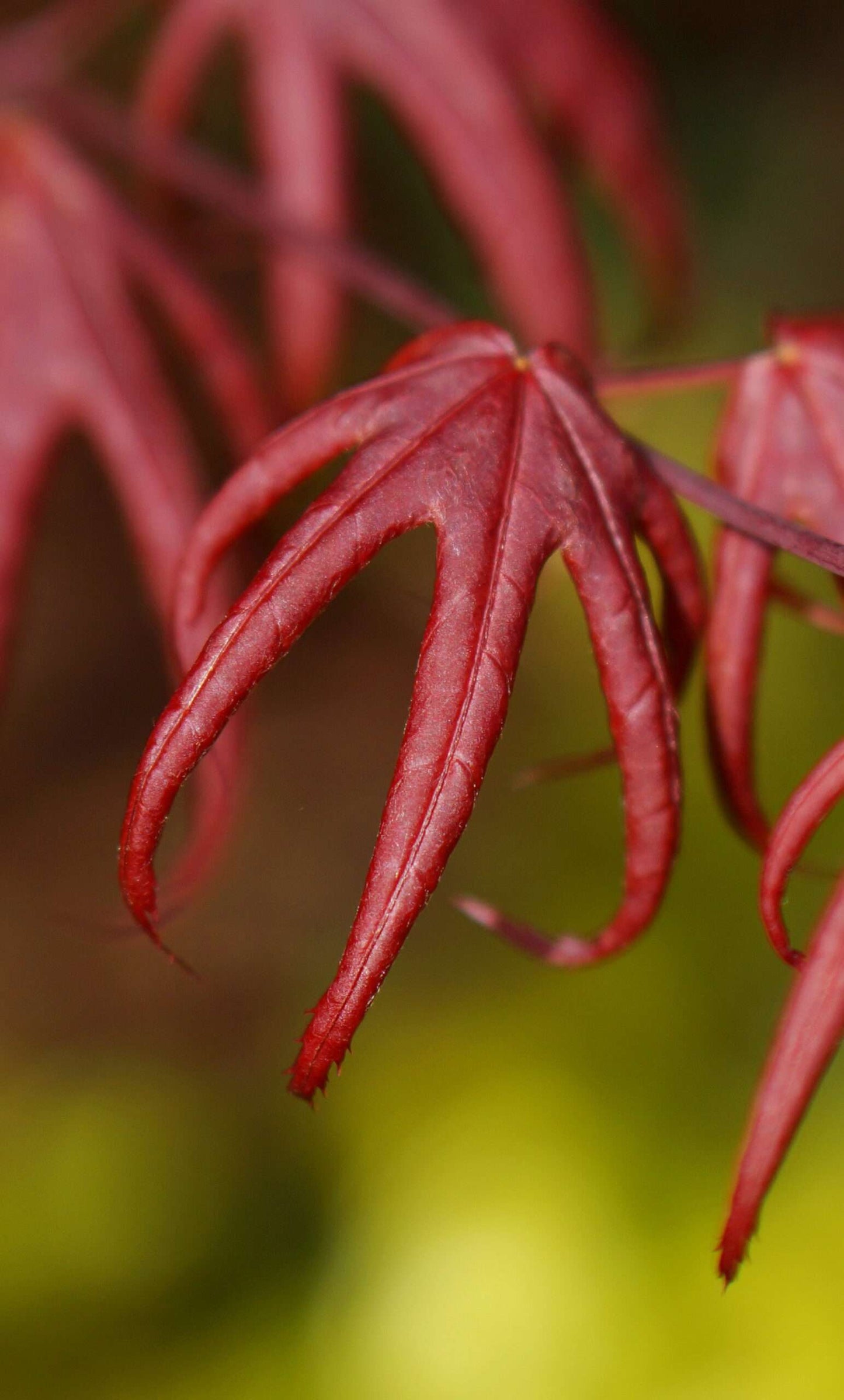 ACER palmatum 'Star fish'