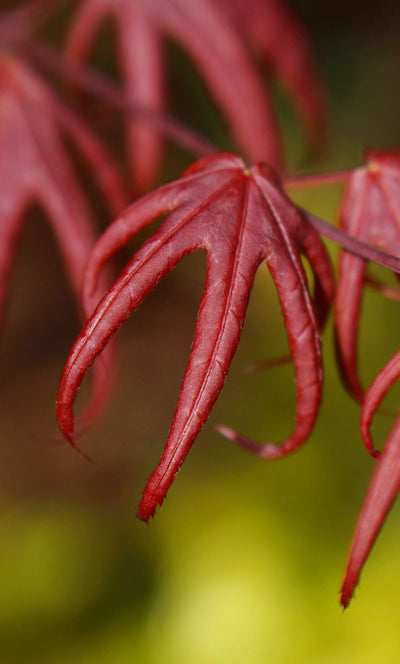 ACER palmatum 'Star fish'