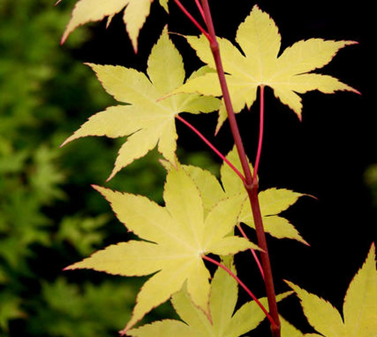 ACER palmatum 'Summer Gold'