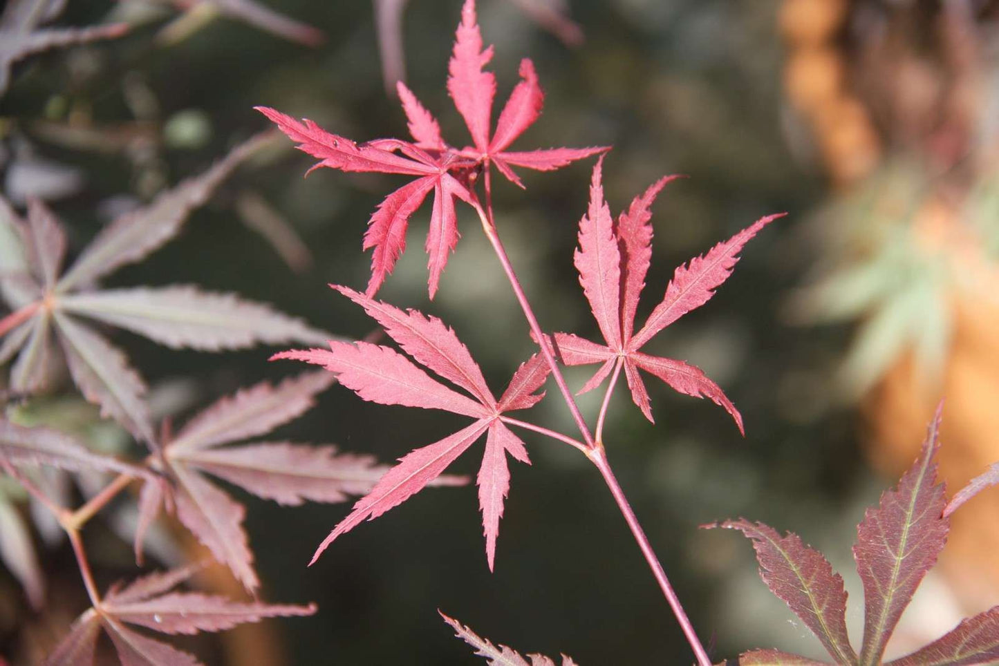 ACER palmatum 'Suminagashi'