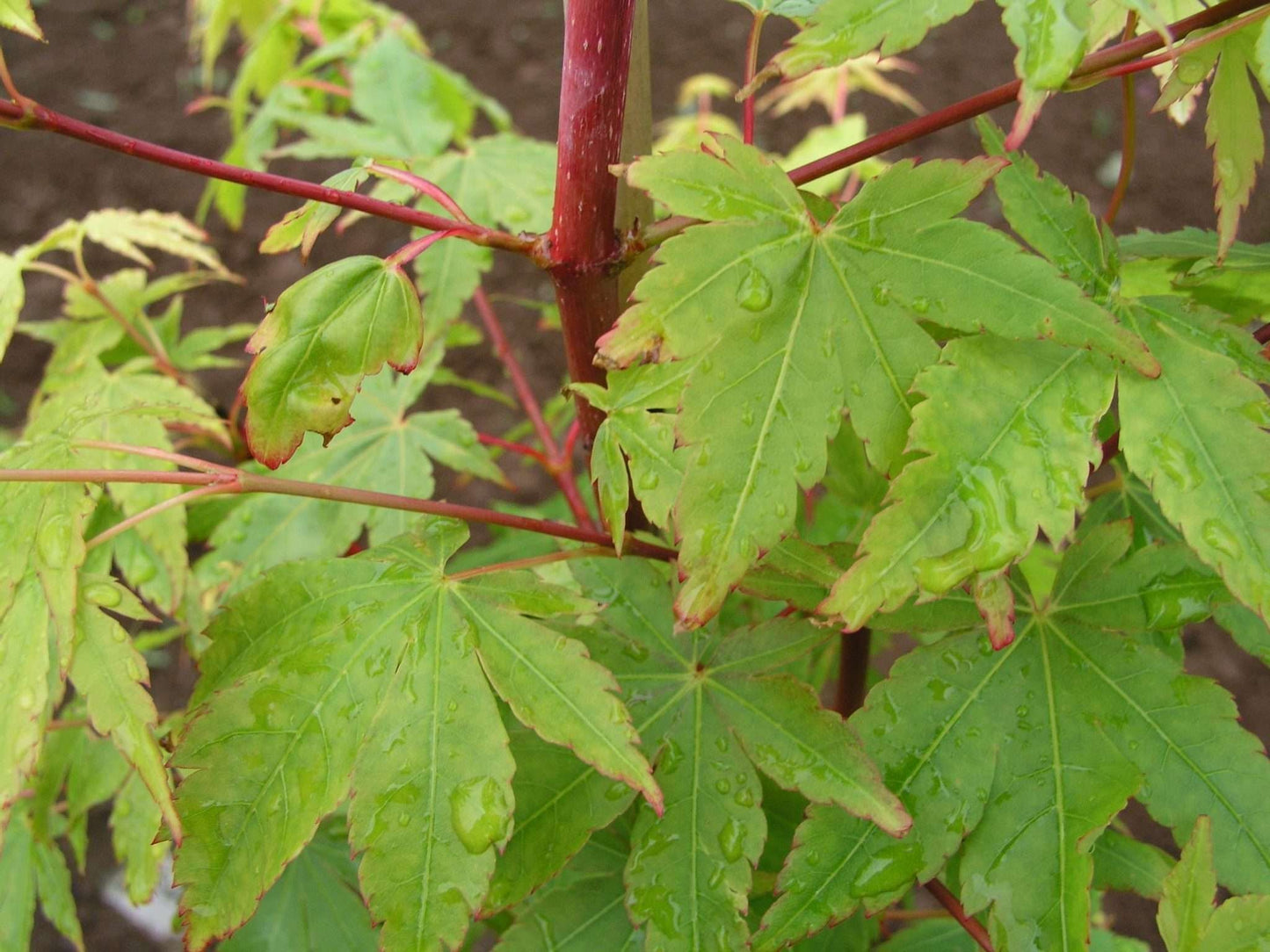 ACER palmatum 'Senkaki'