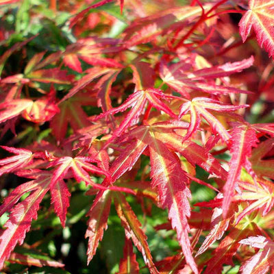 ACER palmatum 'Wilson's pink dwarf'