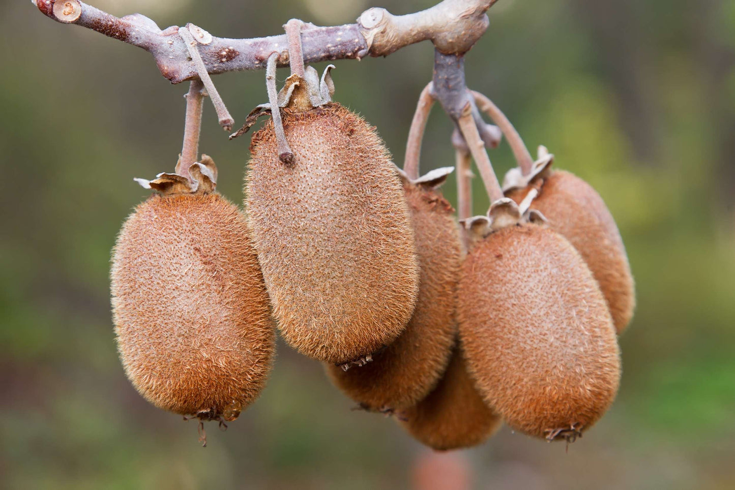 ACTINIDIA chinensis