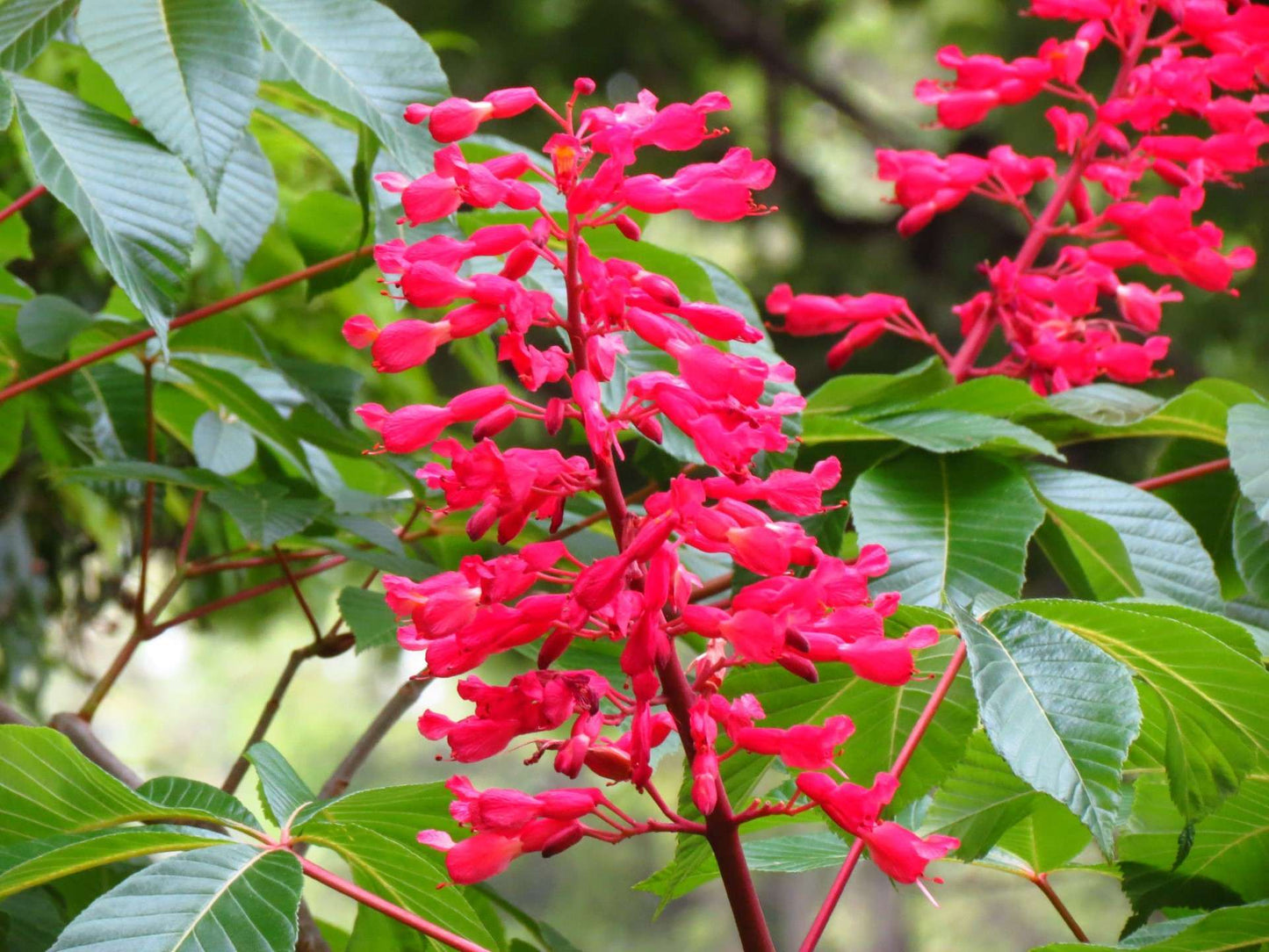 AESCULUS pavia