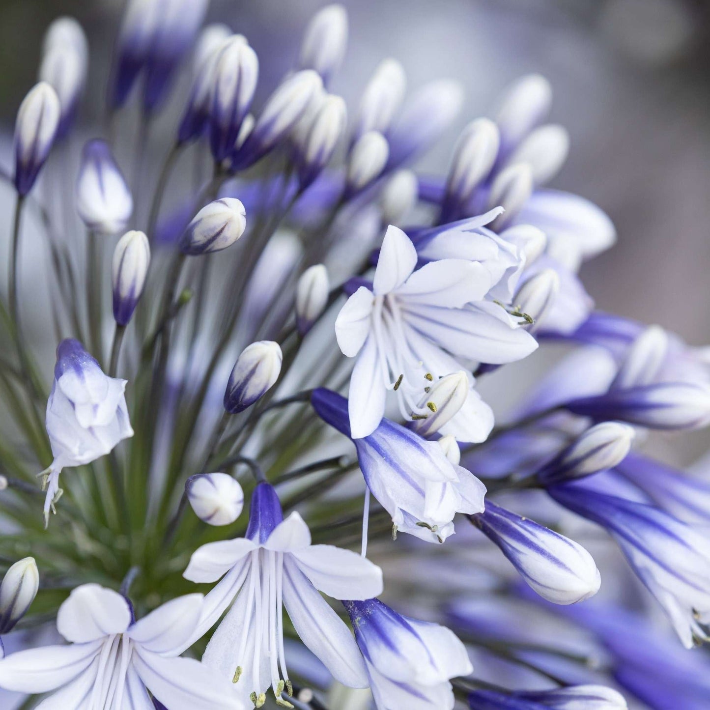 AGAPANTHUS 'Fireworks'