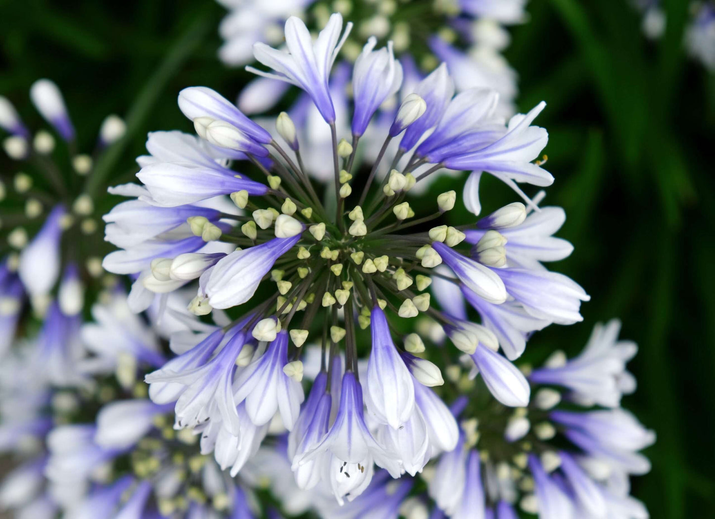 AGAPANTHUS 'Twister'