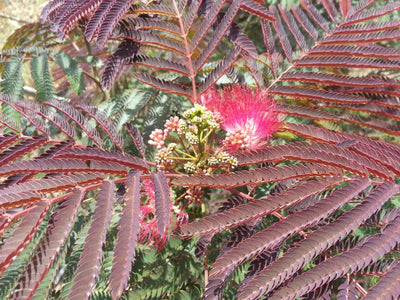 ALBIZIA julibrissin 'Evey's pride'
