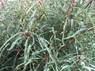 ALNUS frangula 'Aspenifolia'