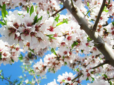 AMYGDALUS vulgaris