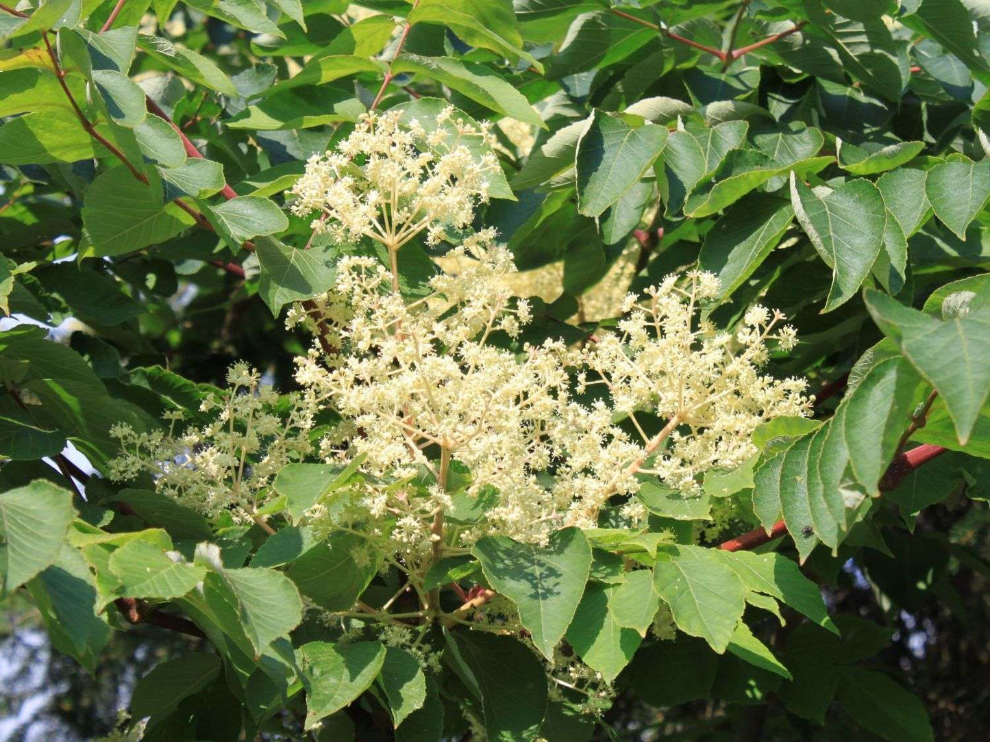 ARALIA elata