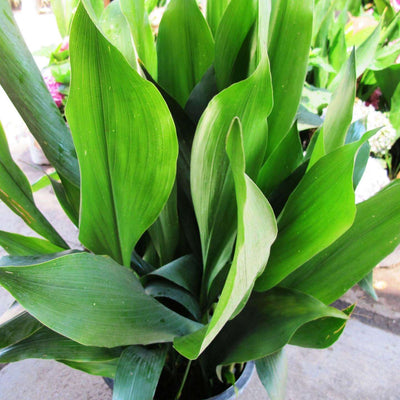 ASPIDISTRA elatior