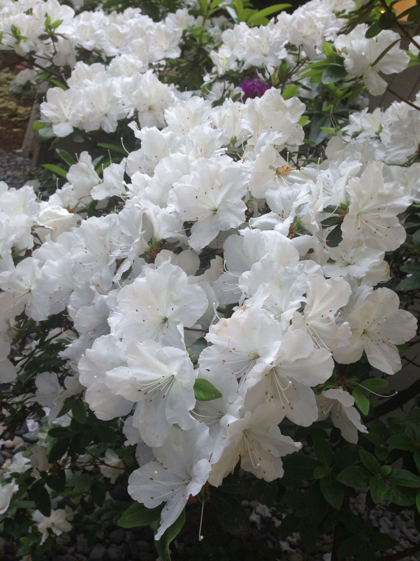 AZALEA japonica 'Adonis'