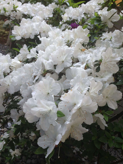 AZALEA japonica 'Adonis'