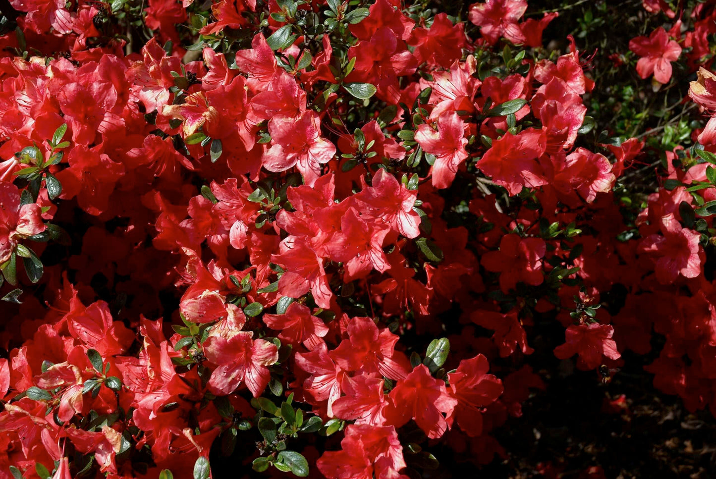 AZALEA japonica 'Alladin scout'