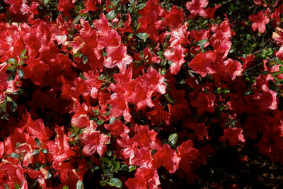 AZALEA japonica 'Alladin scout'