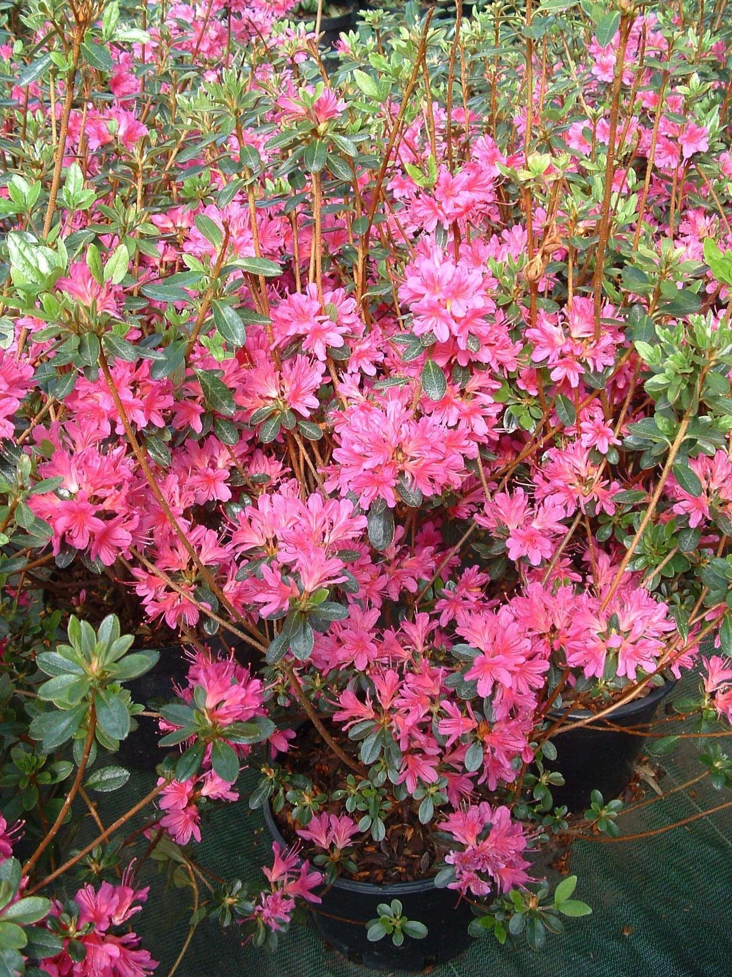 AZALEA japonica 'Rose king'