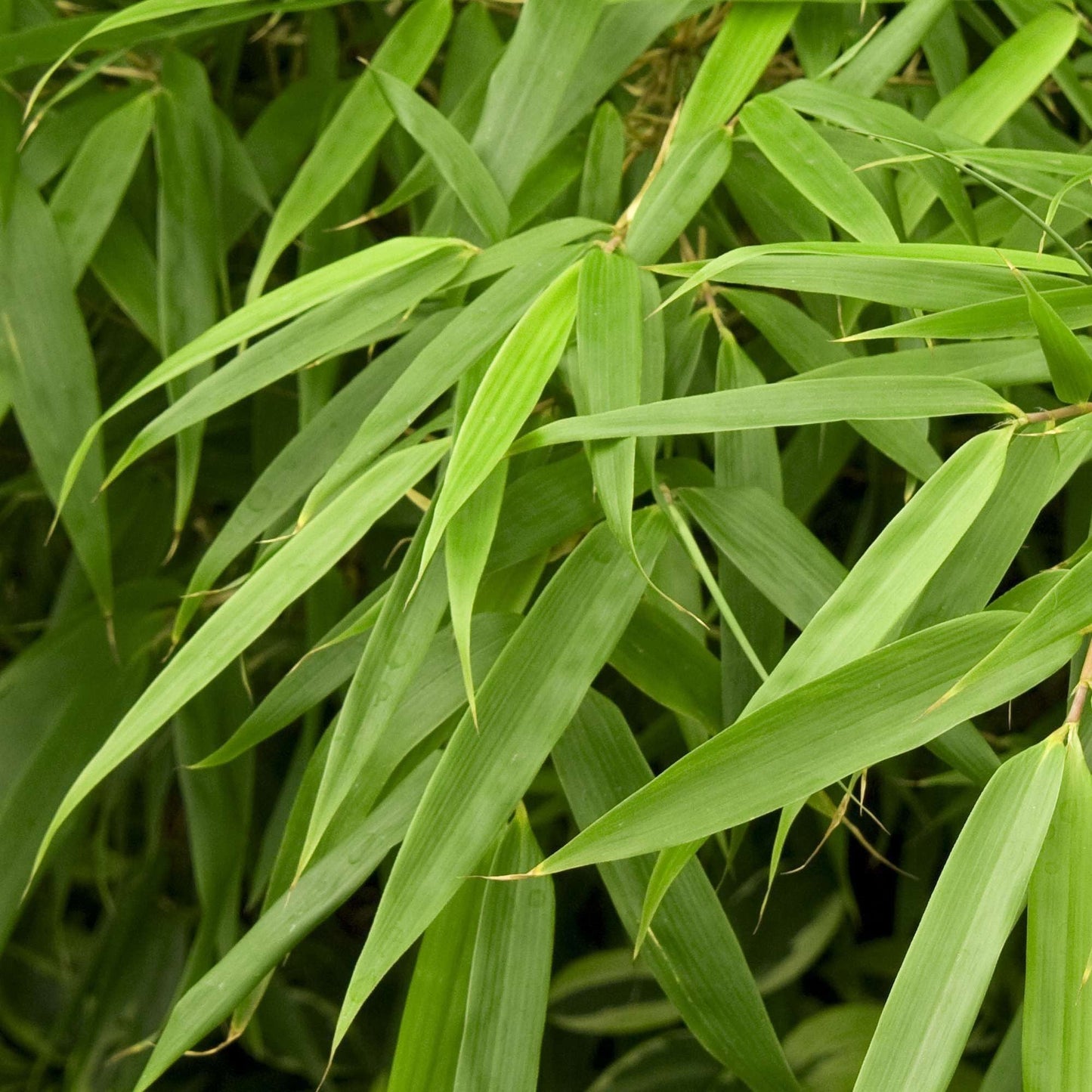 BAMBUSA fargesia murieale 'Jumbo'