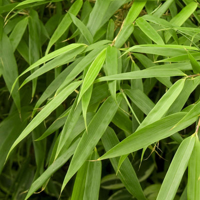 BAMBUSA fargesia murieale 'Jumbo'
