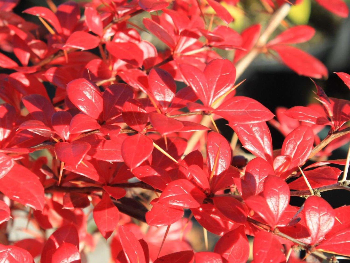 BERBERIS x media 'Red Jewel'