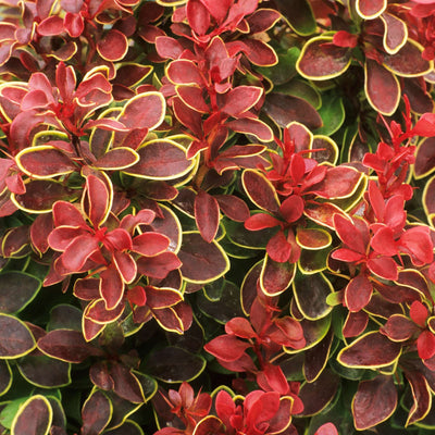 BERBERIS thumbergii 'Chicquita'