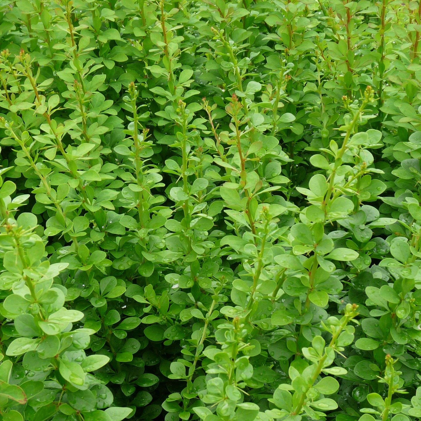 BERBERIS thumbergii 'Erecta'