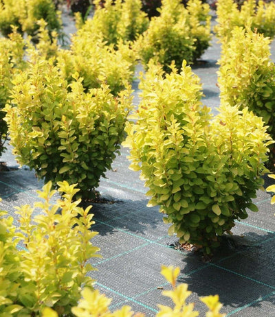 BERBERIS thunbergii 'Summer Sunset'