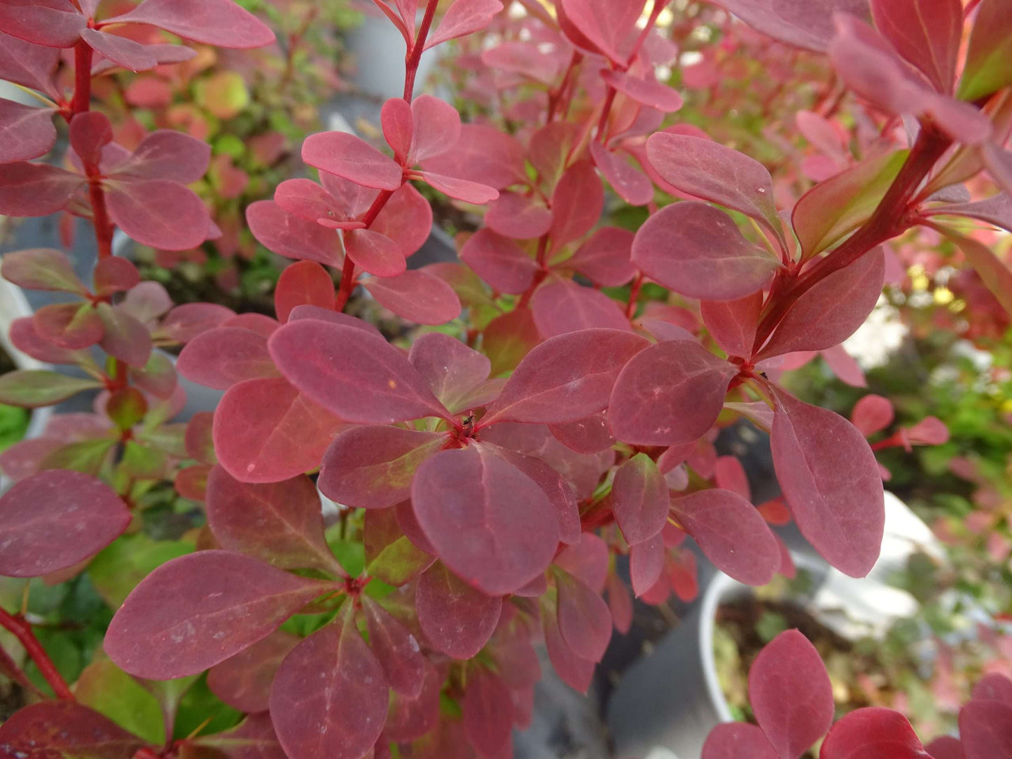 BERBERIS thunbergii 'Venice'