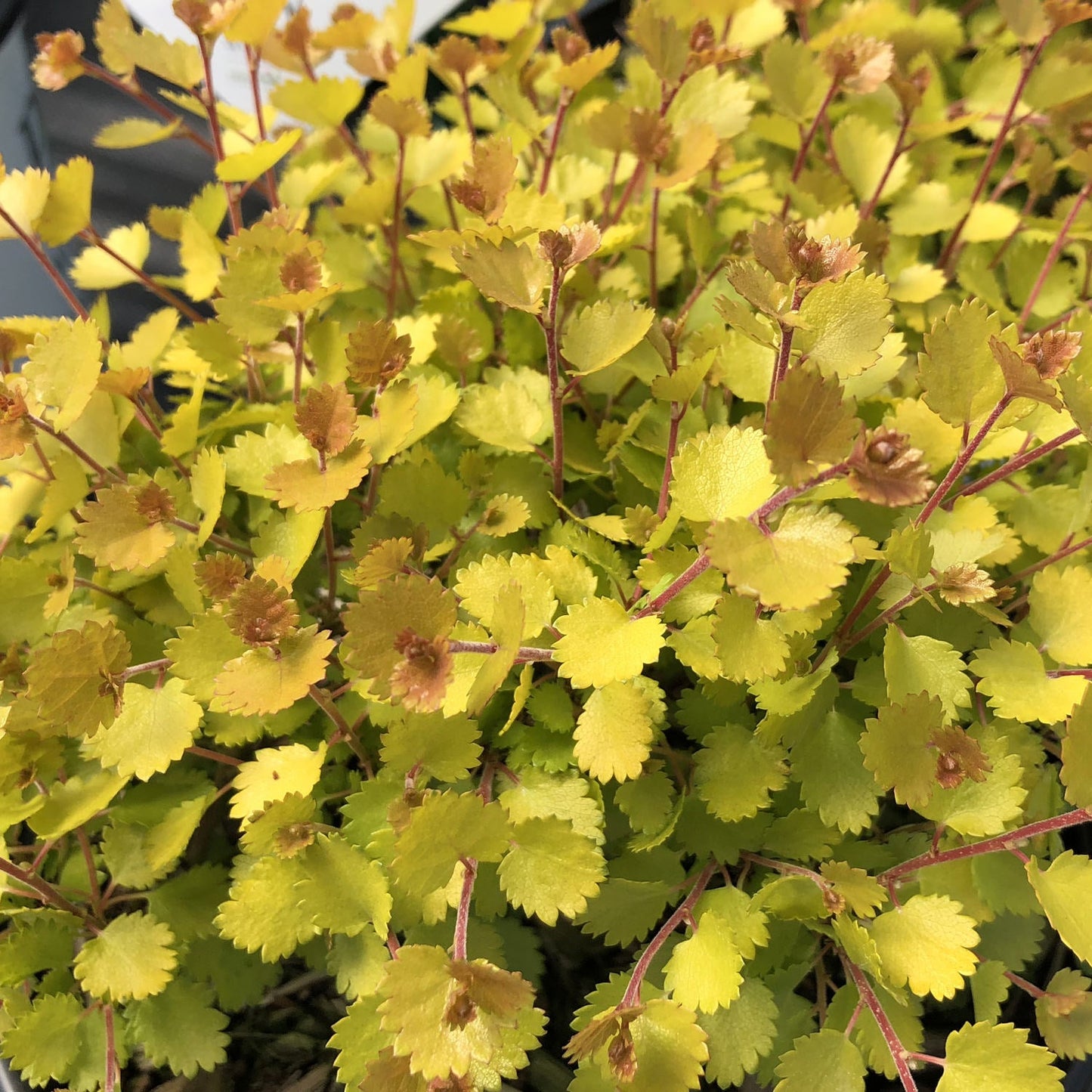 BETULA nana 'Golden Treasure' ®