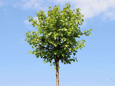 BETULA pendula 'Magical globe'