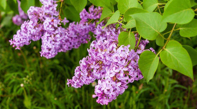 BUDDLEIA davidii 'Lilac Turtle'