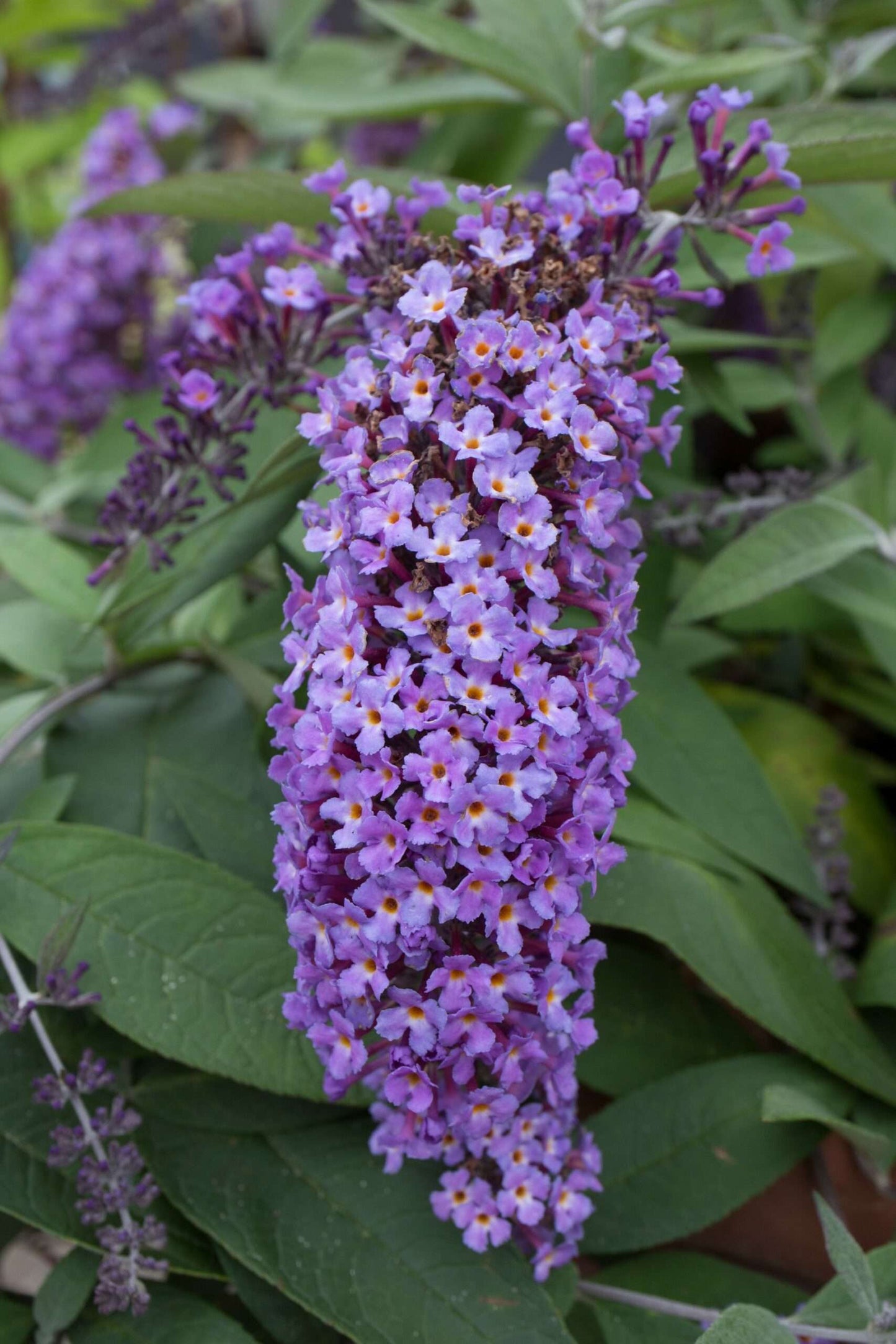 BUDDLEIA dreaming 'Lavender'