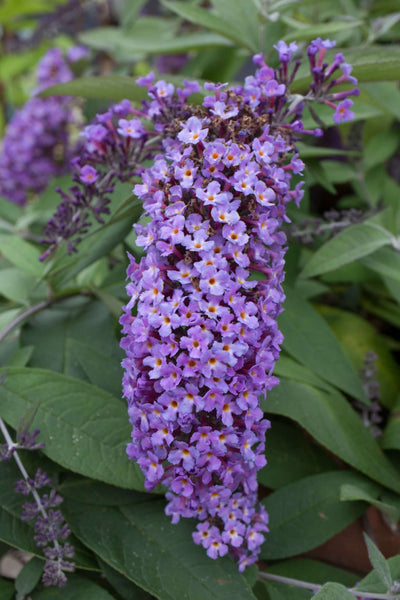 BUDDLEIA dreaming 'Lavender'