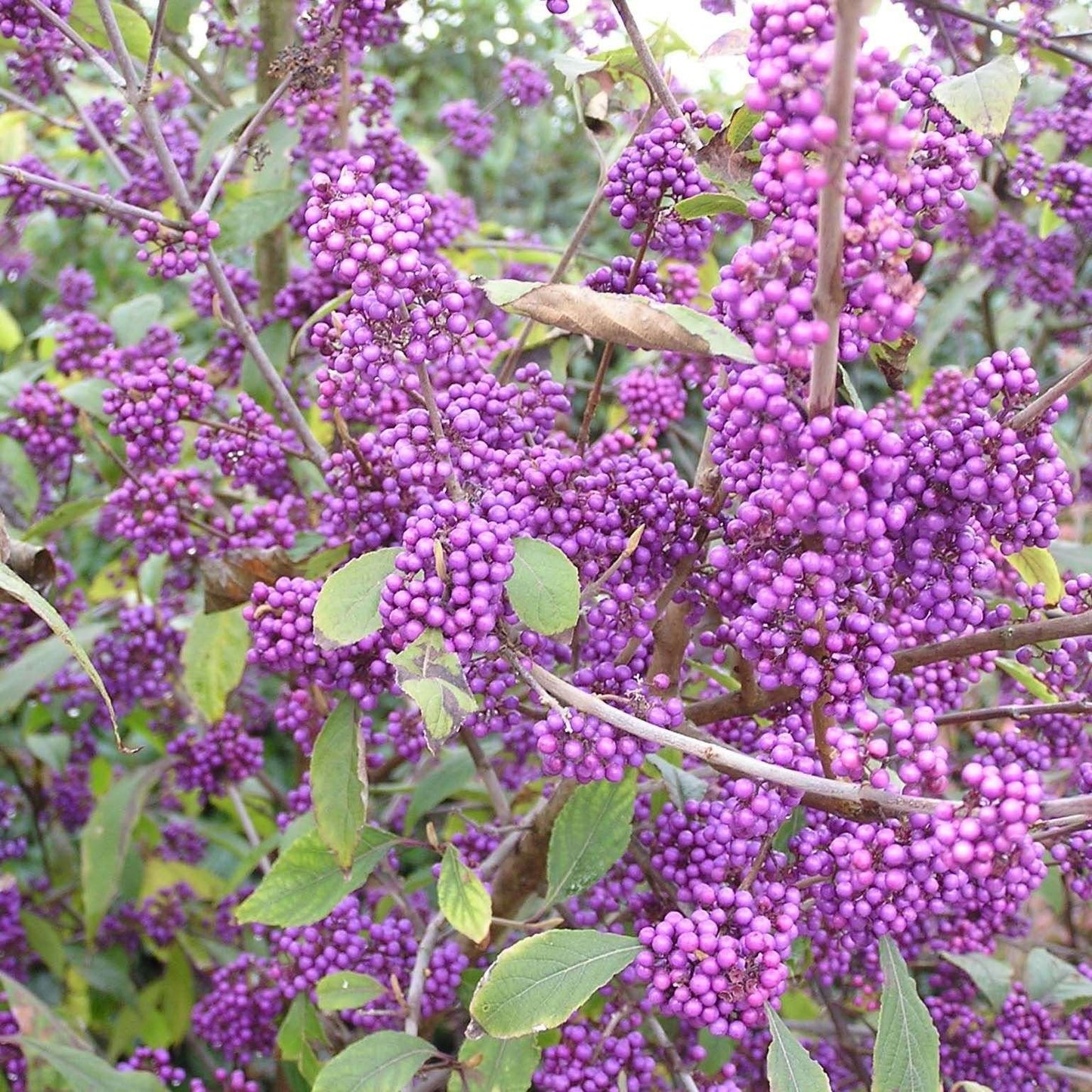 CALLICARPA bodinieri 'Profusion'