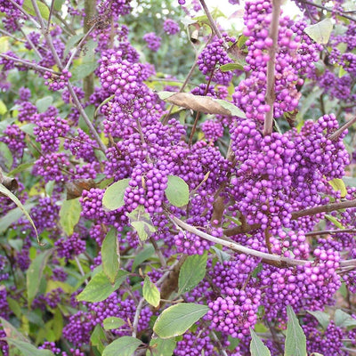 CALLICARPA bodinieri 'Profusion'