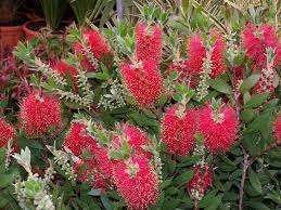 CALLISTEMON citrinus 'Splendens'