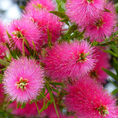 CALLISTEMON viminalis 'Bright pink'