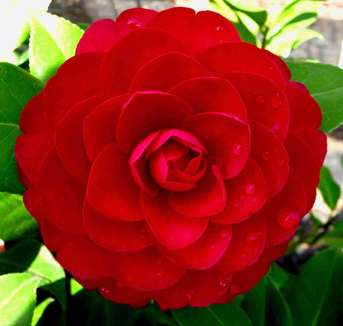 CAMELLIA japonica 'Black Lace'