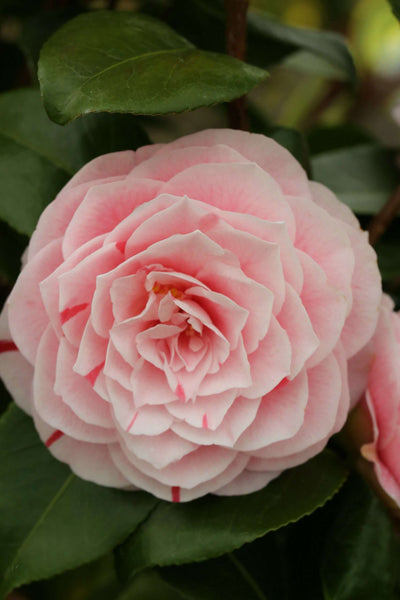 CAMELLIA japonica 'Bonomiana Nova'