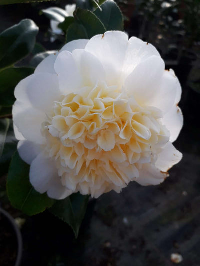 CAMELLIA japonica 'Brushfields Yellow'