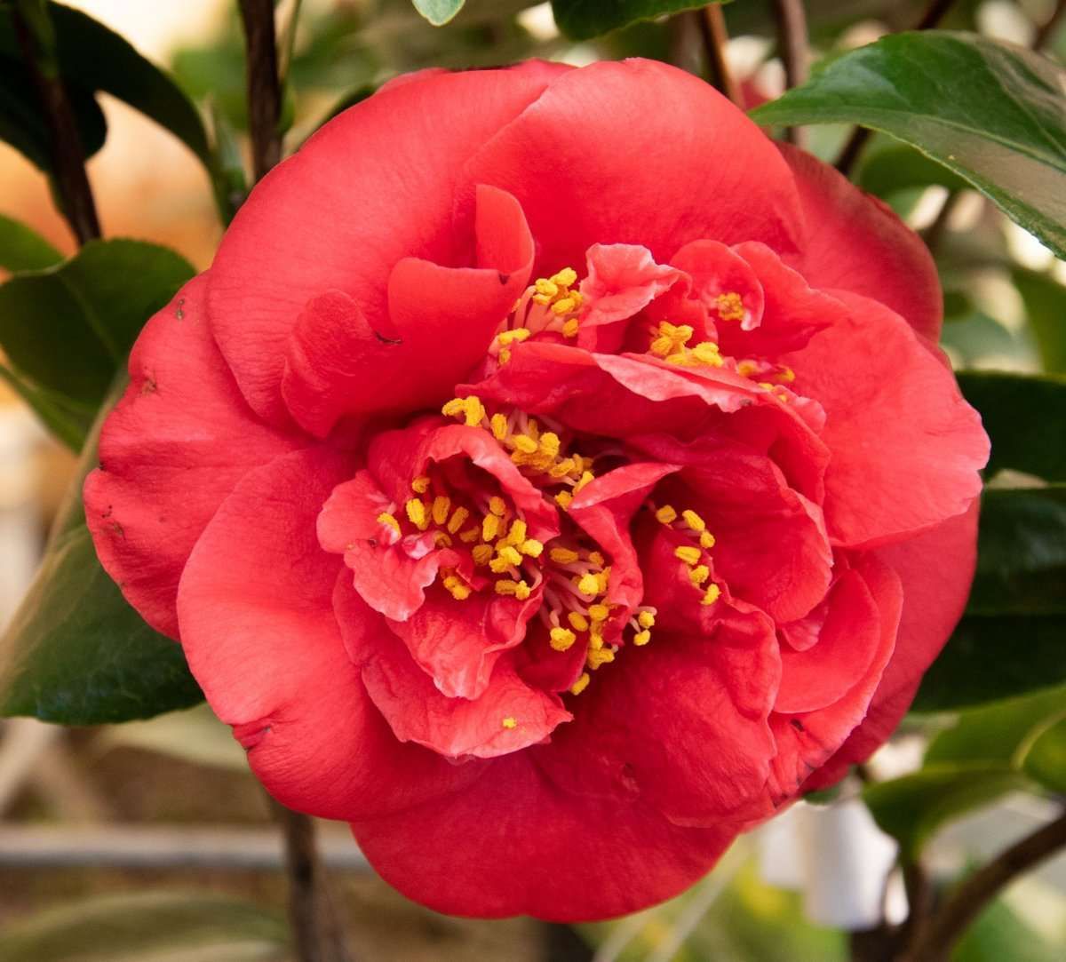 CAMELLIA japonica 'Charles Cobb'