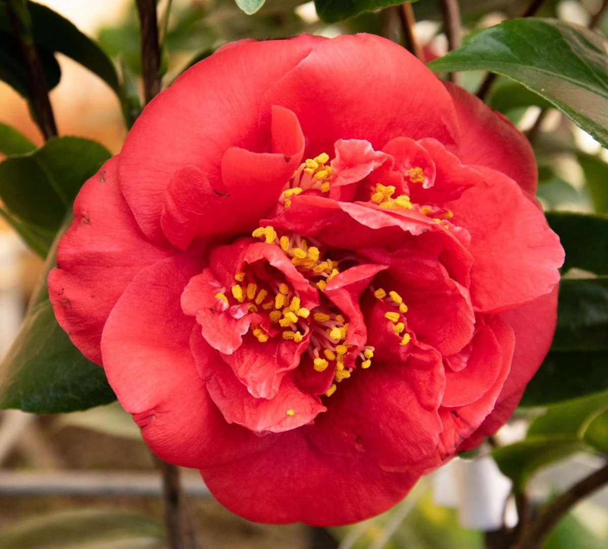CAMELLIA japonica 'Charles Cobb'