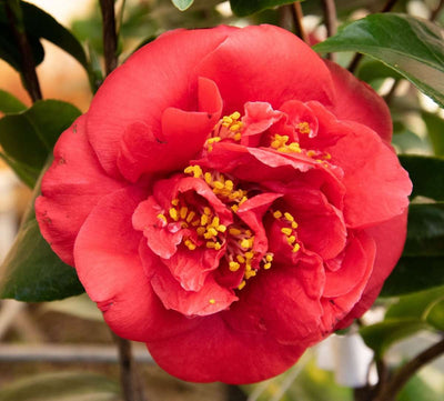 CAMELLIA japonica 'Charles Cobb'